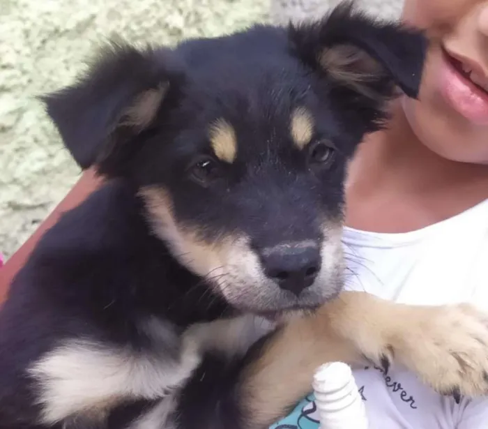 Cachorro raça SRD-ViraLata idade 2 a 6 meses nome sem nome