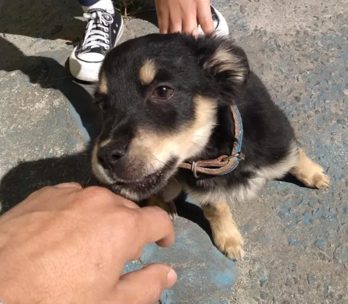 Cachorro raça SRD-ViraLata idade 2 a 6 meses nome sem nome