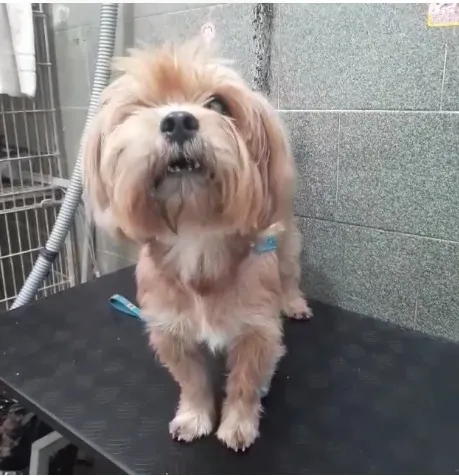 Cachorro raça York misturinha idade 3 anos nome Bethoven