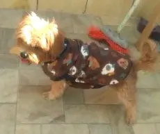 Cachorro raça York misturinha idade 3 anos nome Bethoven