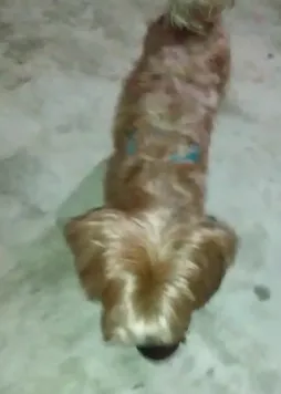 Cachorro raça York misturinha idade 3 anos nome Bethoven