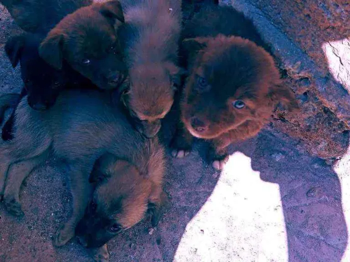 Cachorro ra a Vira lata idade Abaixo de 2 meses nome Filhotes