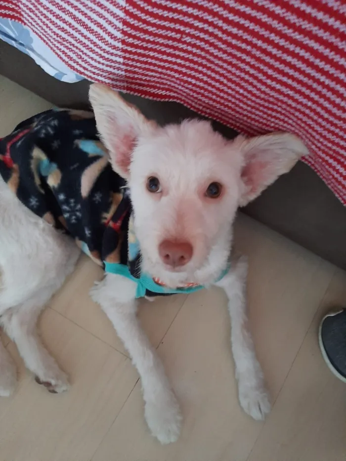 Cachorro ra a indefinida idade 7 a 11 meses nome Malu