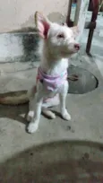Malu