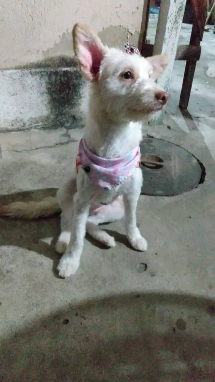 Cachorro ra a indefinida idade 7 a 11 meses nome Malu