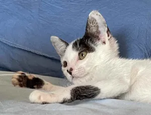 Gato raça Sem raca idade 2 a 6 meses nome Maui