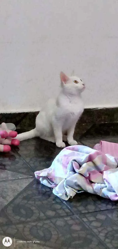 Gato raça Raça idade 2 a 6 meses nome Tobias 