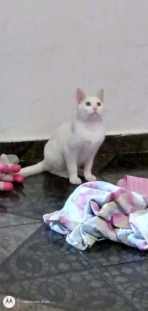 Gato raça Raça idade 2 a 6 meses nome Tobias 