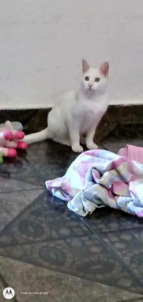 Gato raça Raça idade 2 a 6 meses nome Tobias 