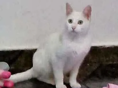 Gato raça Raça idade 2 a 6 meses nome Tobias 