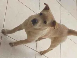 Cachorro raça Chow chow com vira lata  idade 2 a 6 meses nome Pandora