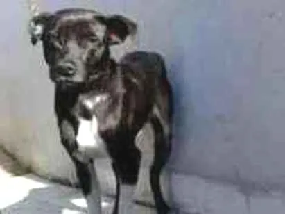 Cachorro ra a Sem raça definida idade 7 a 11 meses nome Alok 