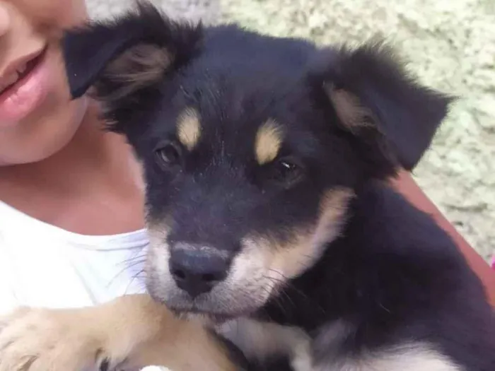 Cachorro raça SRD-ViraLata idade 2 a 6 meses nome sem nome