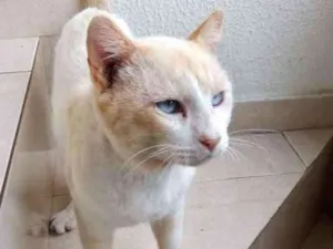 Gato raça Srd idade 7 a 11 meses nome Bianco 