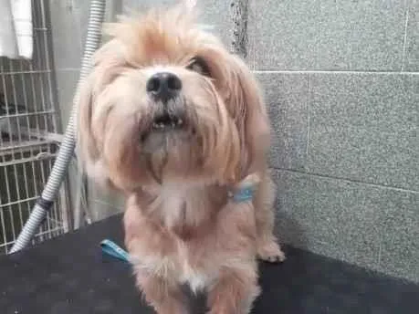 Cachorro raça York misturinha idade 3 anos nome Bethoven