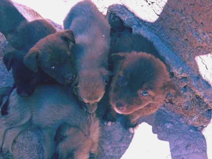 Cachorro ra a Vira lata idade Abaixo de 2 meses nome Filhotes