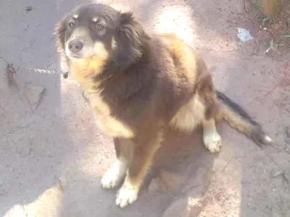 Cachorro raça Não sei idade 2 anos nome Monica