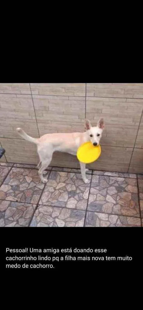 Cachorro ra a Sem raça definida idade 7 a 11 meses nome Bob