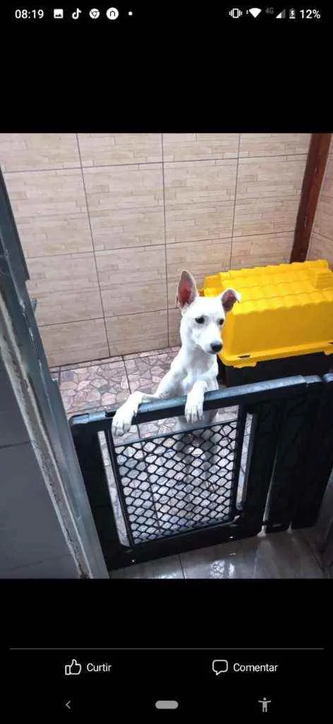 Cachorro ra a Sem raça definida idade 7 a 11 meses nome Bob