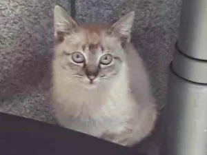 Gato raça Srd idade 2 a 6 meses nome Nina