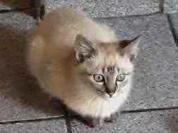 Gato raça Srd idade 2 a 6 meses nome Nina