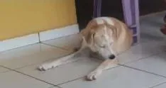 Cachorro ra a Sem raça definida idade  nome REX