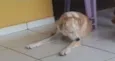 REX