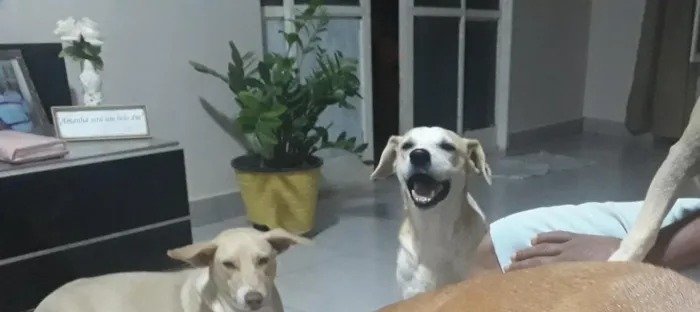 Cachorro ra a Sem raça definida idade  nome REX