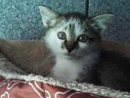 Gato raça Srd idade 2 a 6 meses nome Tico