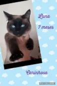 Gato raça SRD-ViraLata idade 7 a 11 meses nome Luna