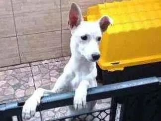 Cachorro ra a Sem raça definida idade 7 a 11 meses nome Bob