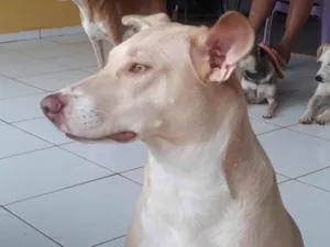 Cachorro raça Sem raça definida idade  nome Albina