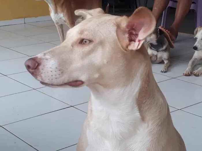 Cachorro ra a Sem raça definida idade  nome Albina