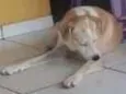 REX