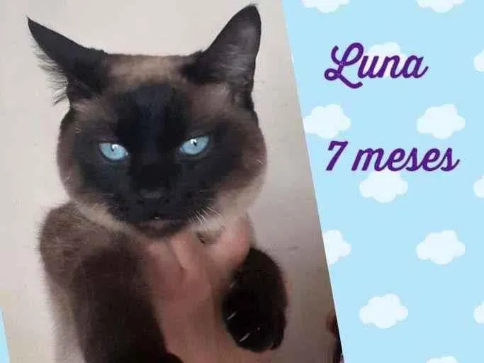 Gato raça SRD-ViraLata idade 7 a 11 meses nome Luna
