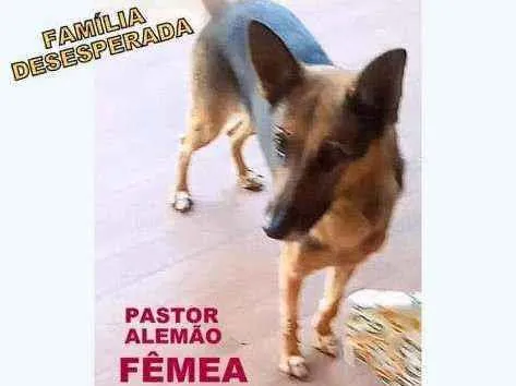 Cachorro ra a Pastor alemão idade  nome Naná