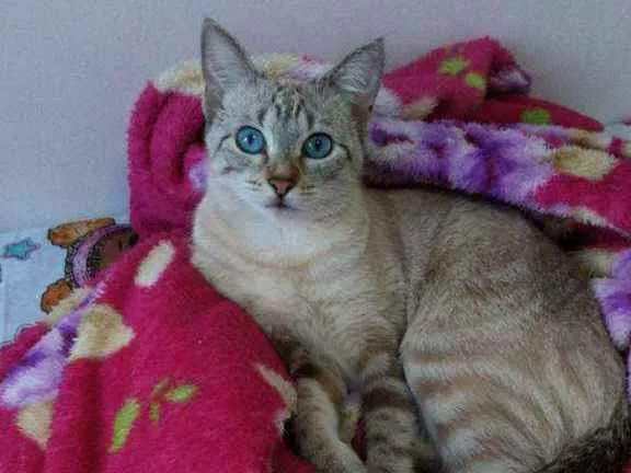 Gato ra a Srd idade 7 a 11 meses nome Mimi