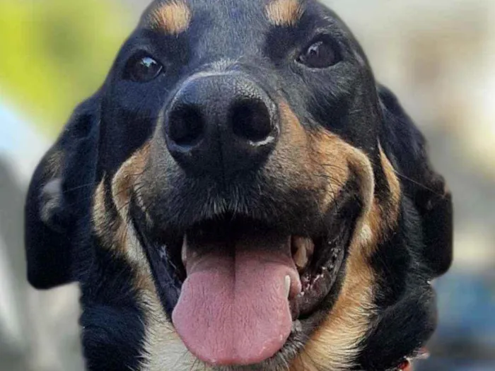 Cachorro ra a SRD idade 3 anos nome Caetano