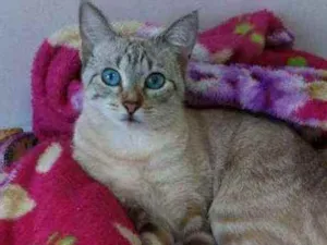 Gato raça Srd idade 7 a 11 meses nome Mimi