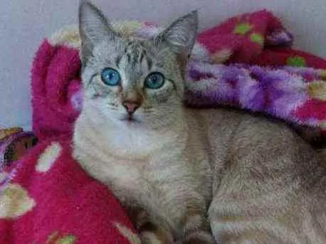 Gato ra a Srd idade 7 a 11 meses nome Mimi