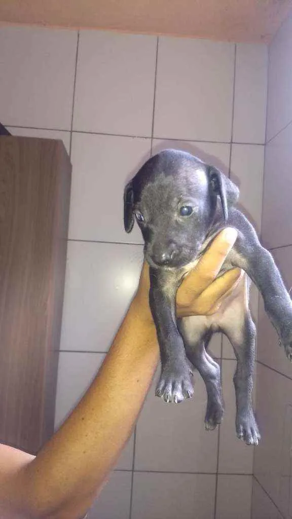 Cachorro raça Mestiços  idade Abaixo de 2 meses nome Não tem ainda