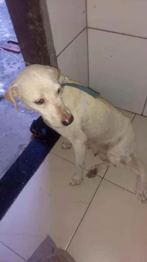 Cachorro raça Mestiços  idade Abaixo de 2 meses nome Não tem ainda