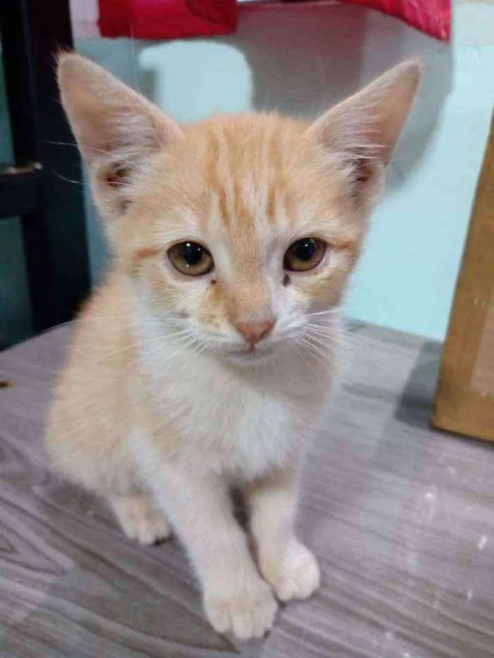 Gato ra a ... idade 2 a 6 meses nome Sem nome