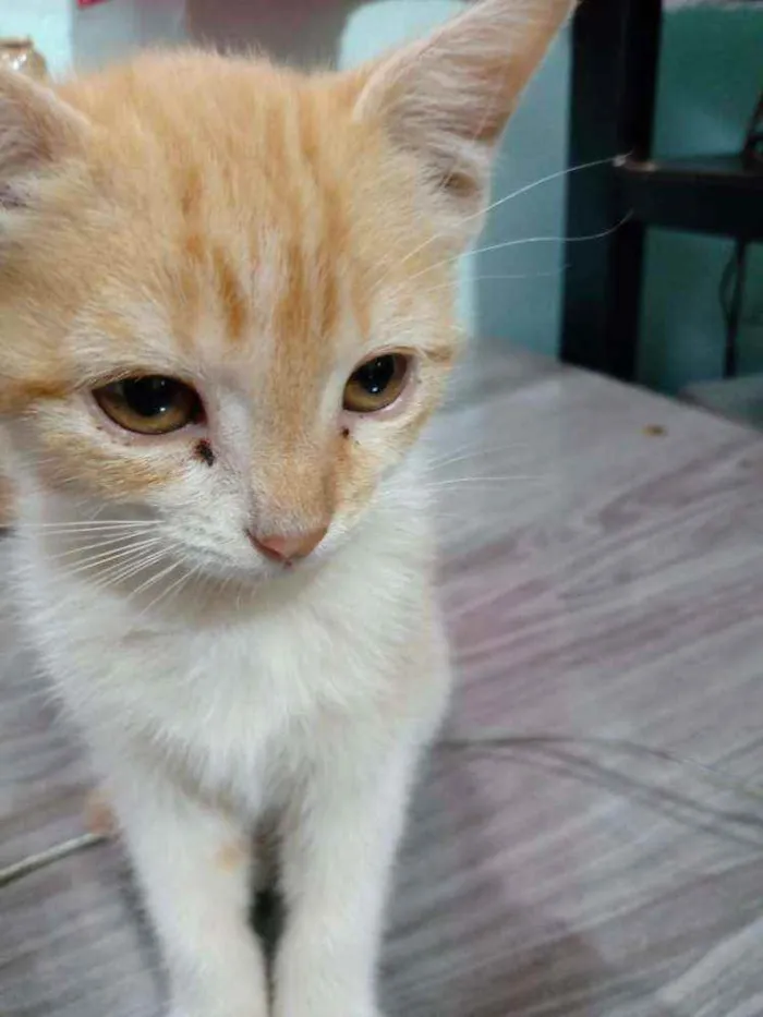 Gato ra a ... idade 2 a 6 meses nome Sem nome