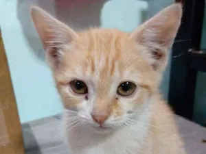 Gato raça ... idade 2 a 6 meses nome Sem nome