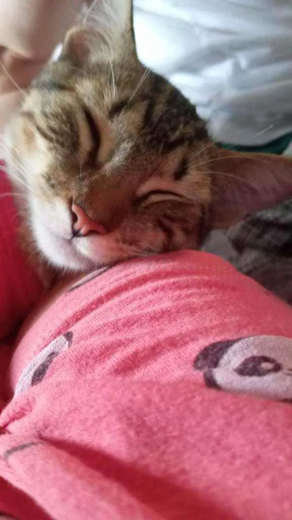 Gato ra a Srd idade 7 a 11 meses nome Lua