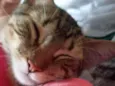 Lua