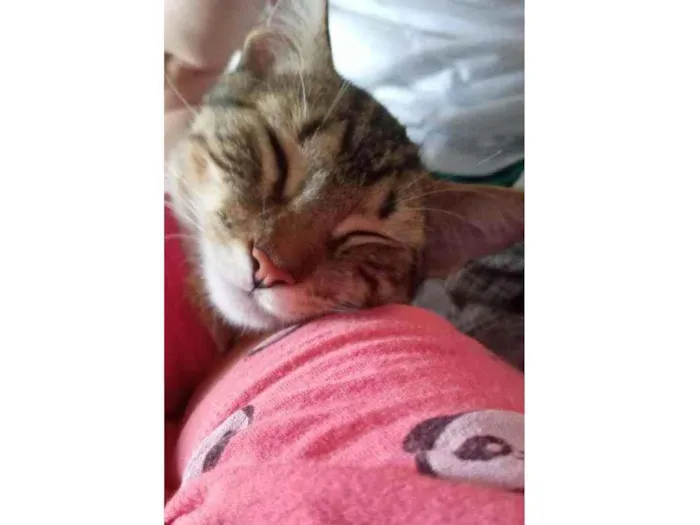 Gato ra a Srd idade 7 a 11 meses nome Lua