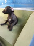 Cachorro raça Srd idade 2 a 6 meses nome Filhotinhas