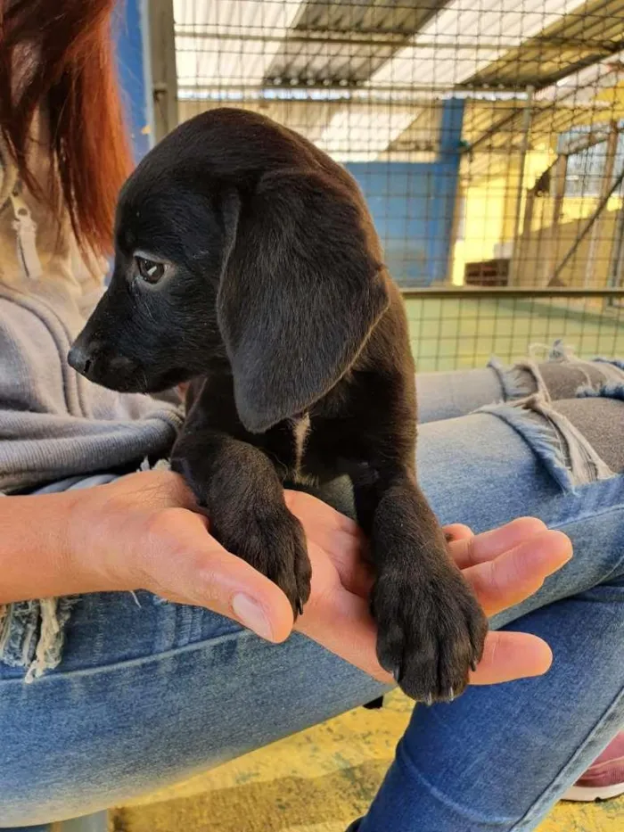 Cachorro raça Srd idade 2 a 6 meses nome Filhotinhas